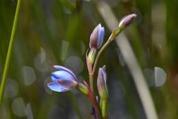 Image of Gumland sun orchid