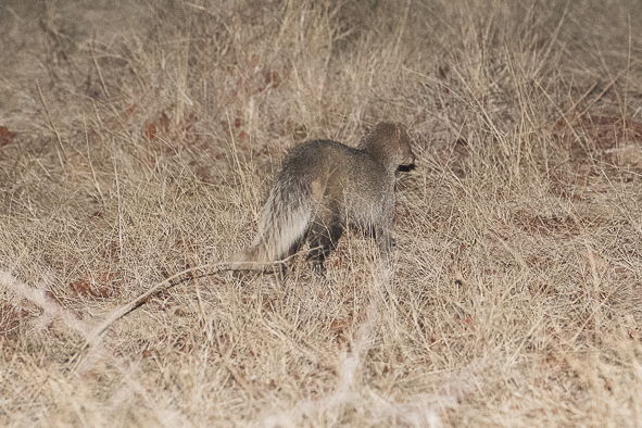 Image of White-tailed Mongoose