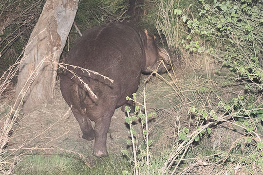 Image of Common Hippopotamus