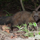 Image of Bushy-tailed Mongoose