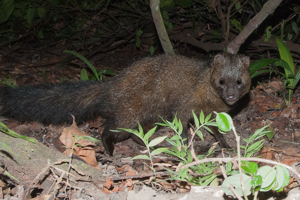 Image of Black-legged mongooses