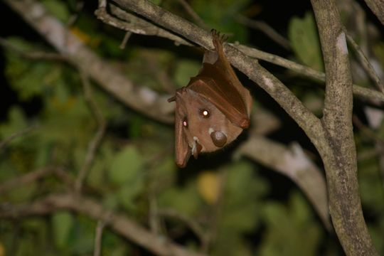 Image of Wahlberg's Epauletted Fruit Bat