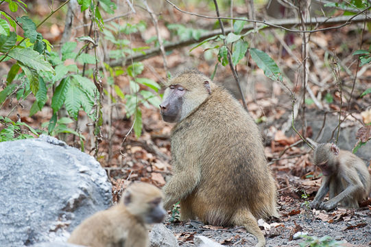 Image of Yellow Baboon