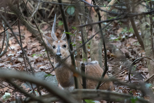 Image of Bushbuck