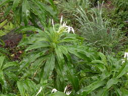 Image of Alstonia venenata R. Br.