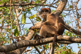 Piliocolobus rufomitratus (Peters 1879) resmi