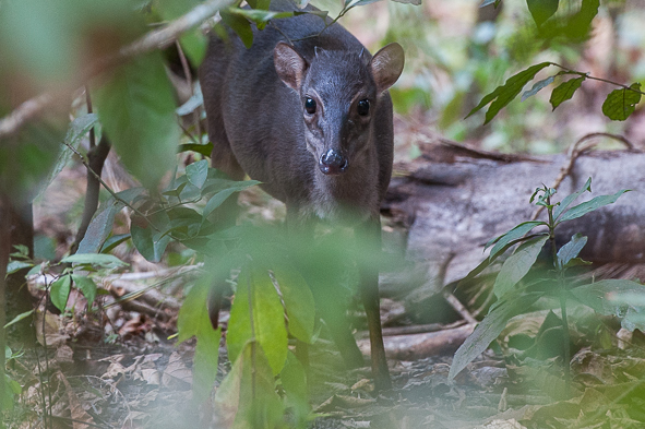 Image of Blue Duikers