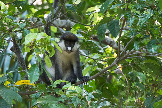 Cercopithecus ascanius (Audebert 1799) resmi