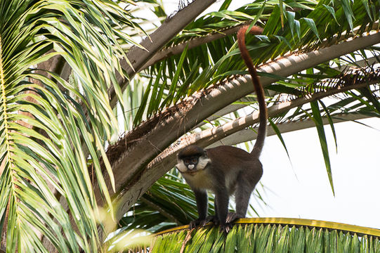 Image of Black-cheeked White-nosed Monkey