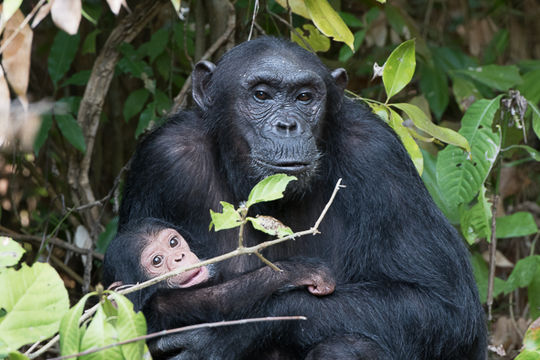 Image of chimpanzee