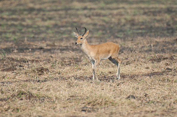 Слика од Црвена мочуришна антилопа