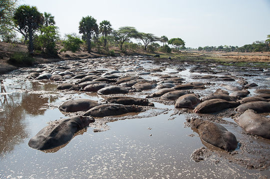 Image of Common Hippopotamus