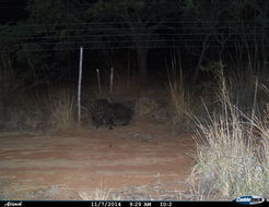 Image of African Porcupine