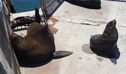 Image of Afro-Australian Fur Seal