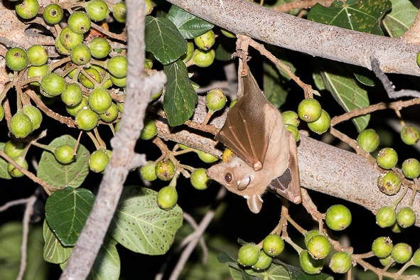 Image of Peters's Epauletted Fruit Bat