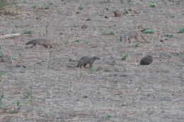 Image of Banded mongooses