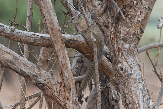 Image of Smith's Bush Squirrel