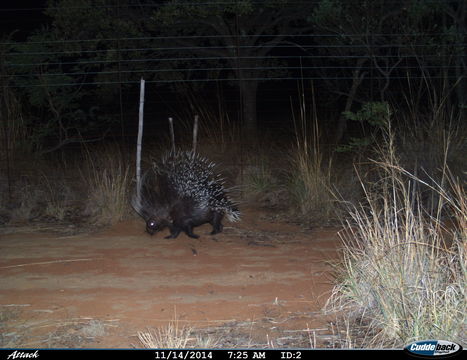 Image of African Porcupine