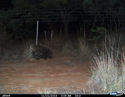 Image of African Porcupine