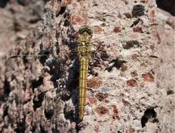 Image of Southern Skimmer