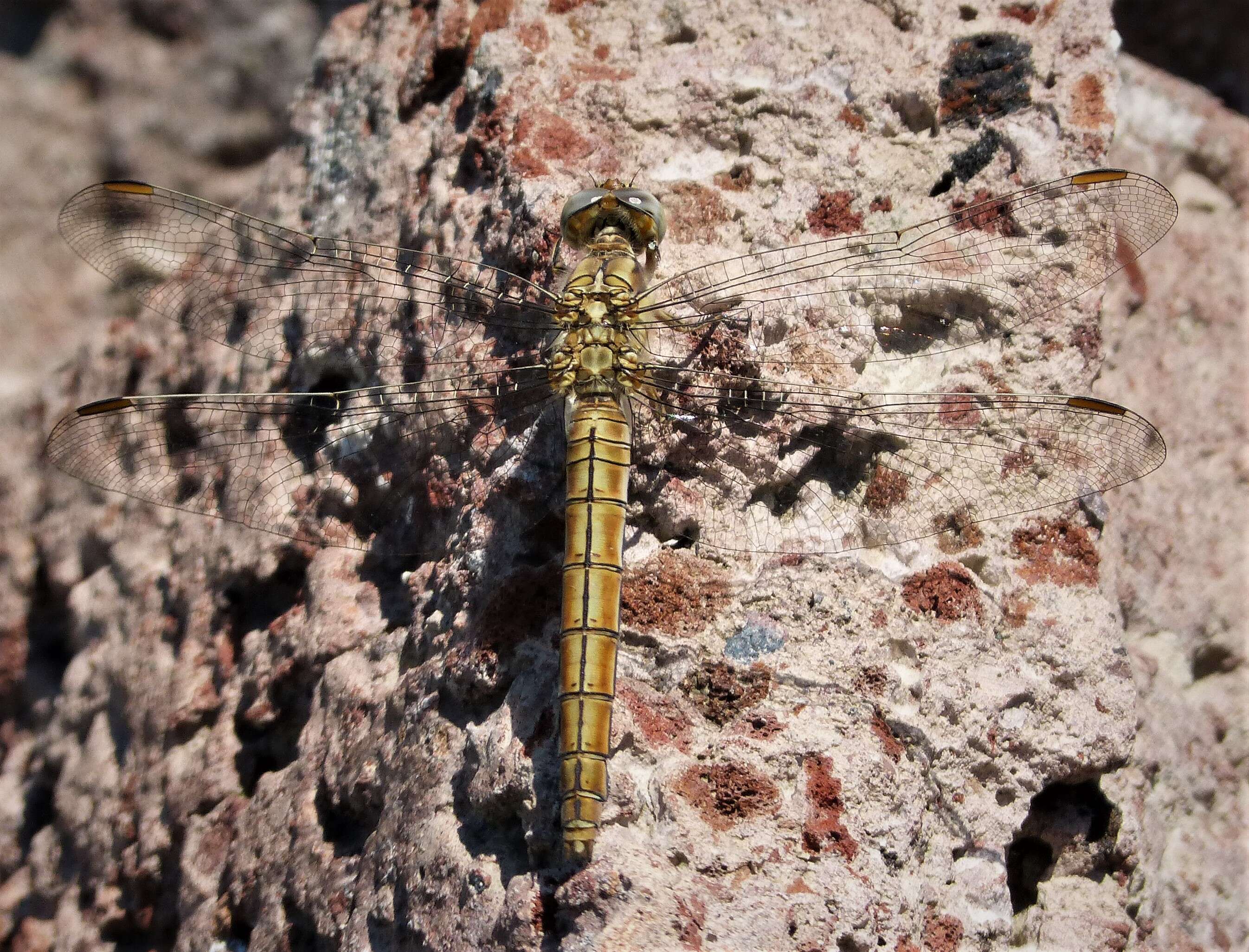 Image of Southern Skimmer