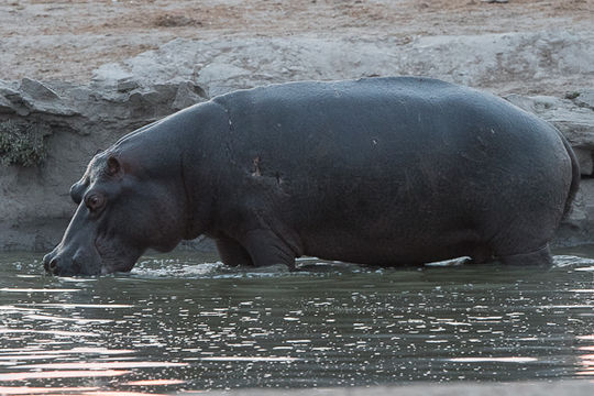 Image of Common Hippopotamus