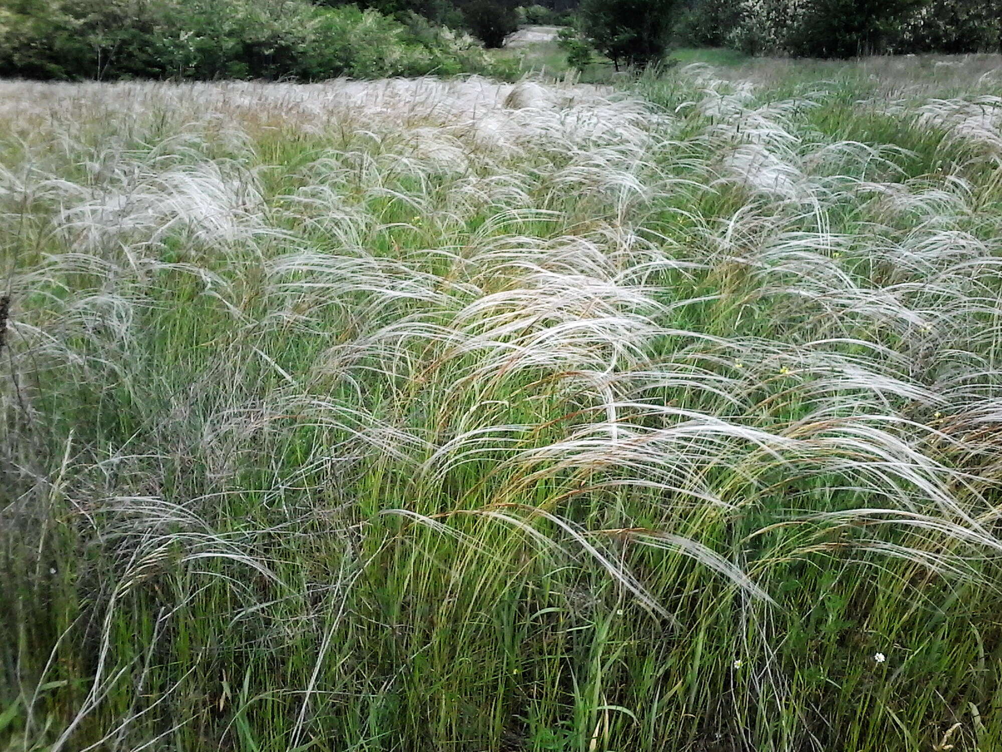 Image of European feather grass