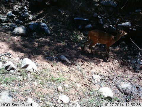 Image of Bushbuck