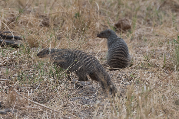 Image of Banded mongooses