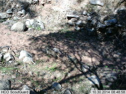 Image of Banded mongooses