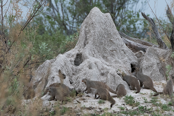 Image of Banded mongooses