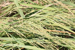 Imagem de Oryza sativa L.