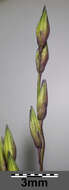 Imagem de Panicum capillare L.