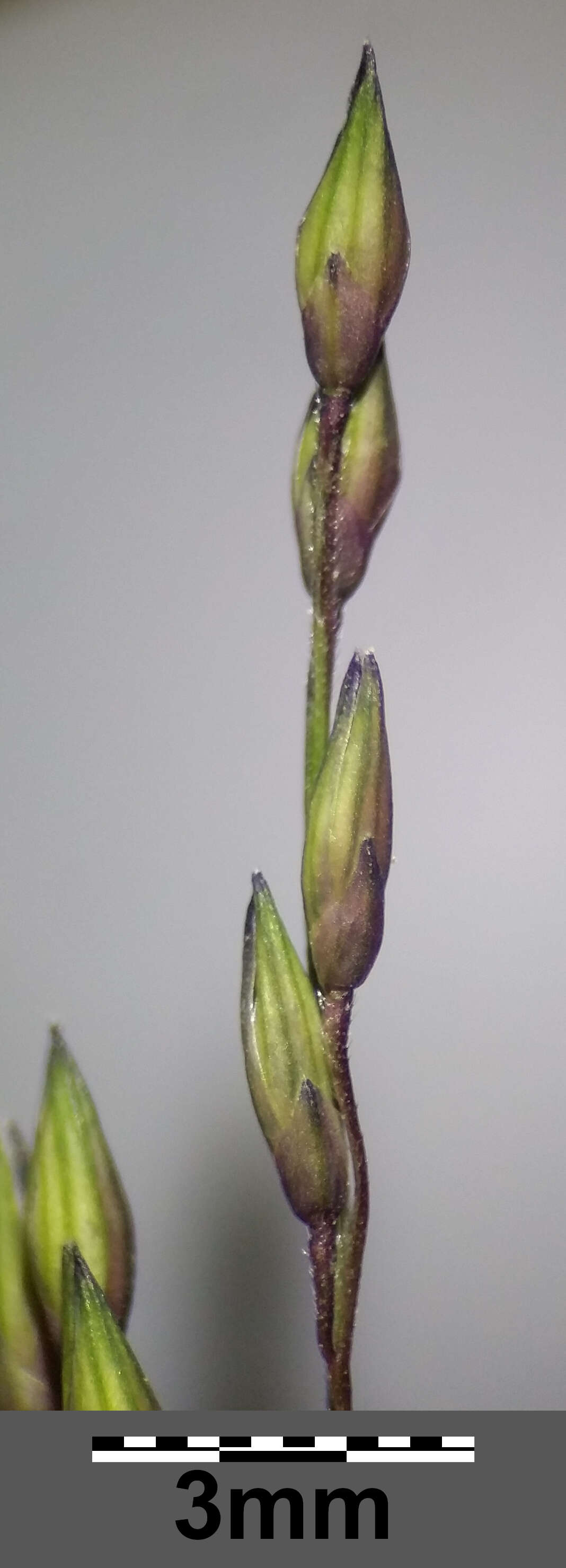 Imagem de Panicum capillare L.