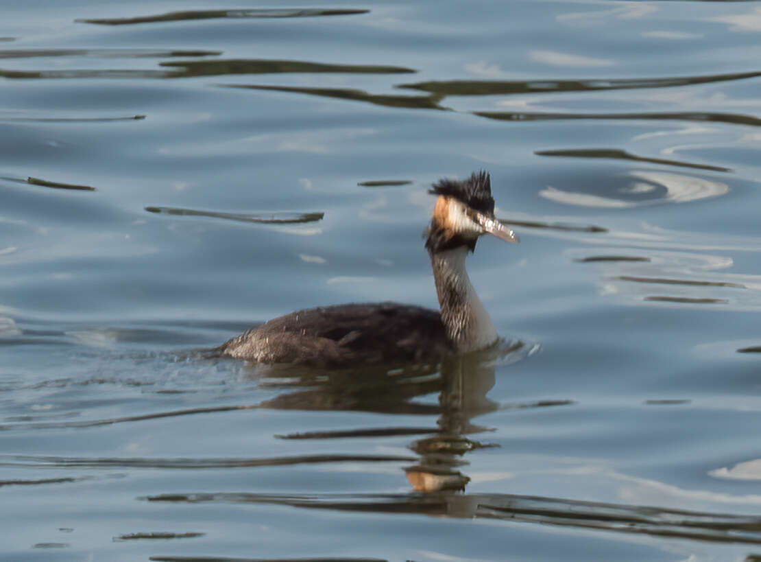 Image of Podiceps Latham 1787