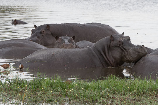 Image of Common Hippopotamus