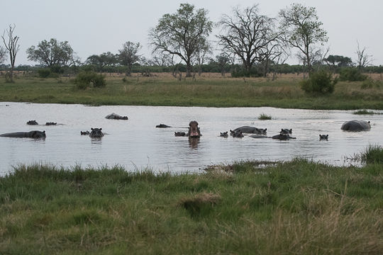 Image of Common Hippopotamus