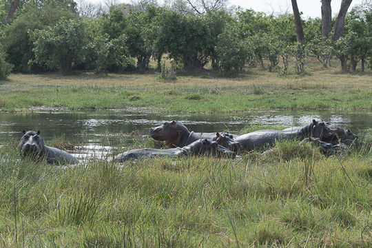 Image of Common Hippopotamus