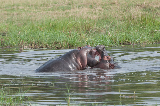 Image of Common Hippopotamus