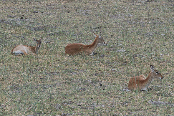 Image of Red Lechwe