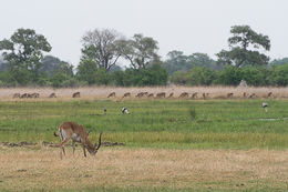 Image of Red Lechwe