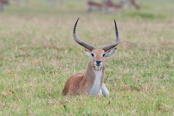 Image of Red Lechwe