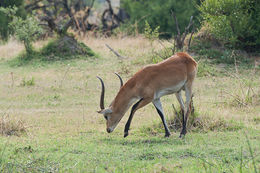 Image of Red Lechwe