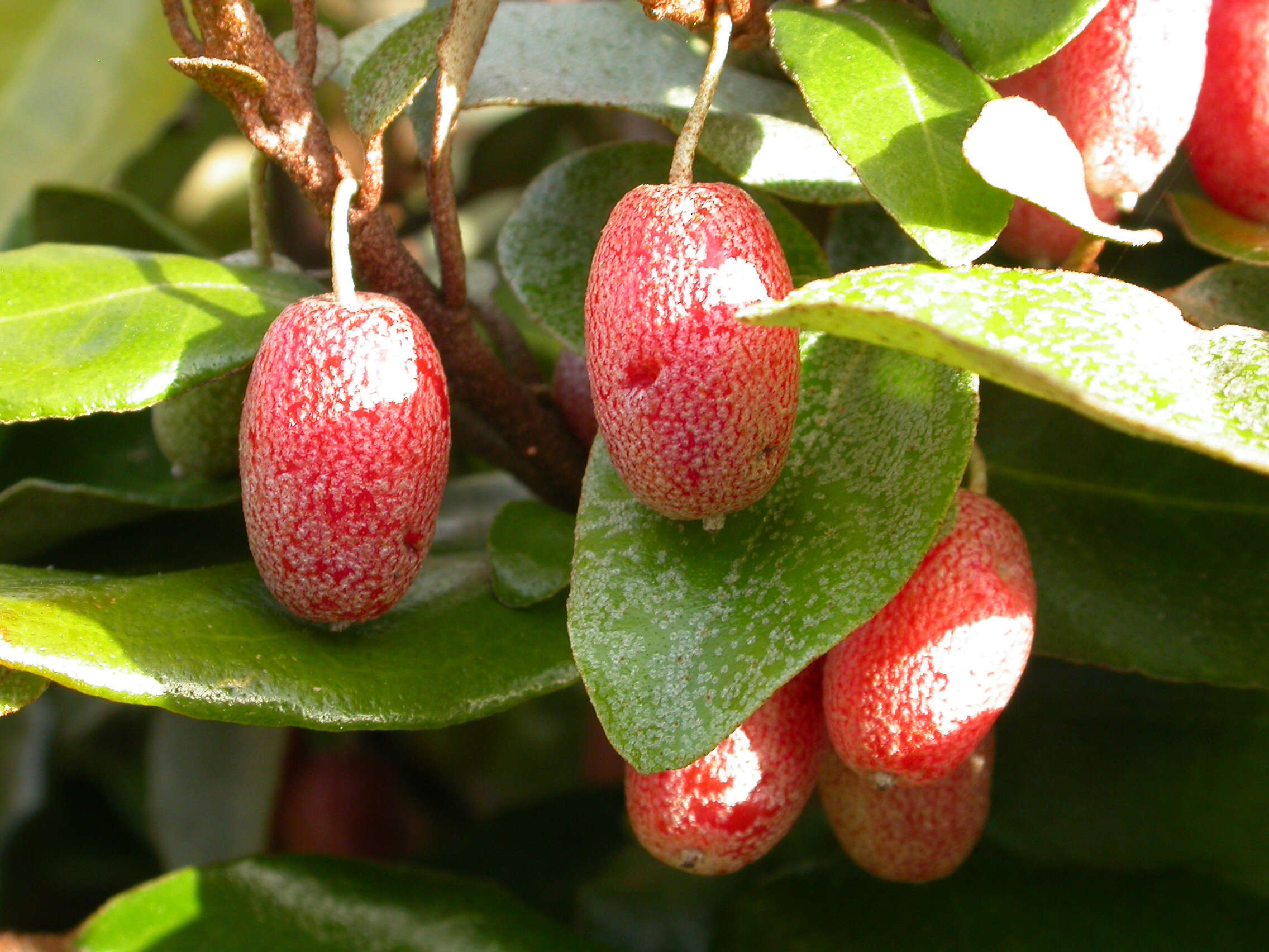 Image of Elaeagnus submacrophylla Serv.