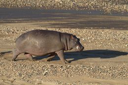 Image of Common Hippopotamus