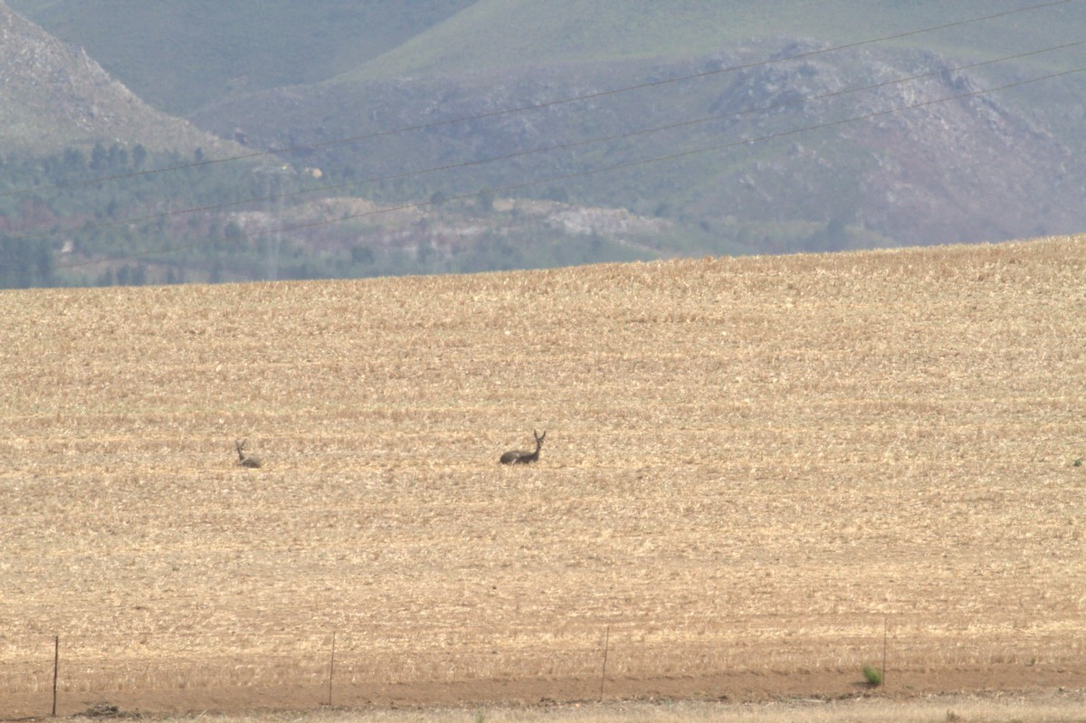 Image of Grey Rhebok