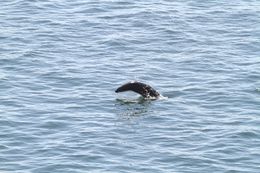 Image of Afro-Australian Fur Seal