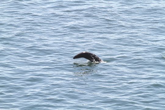 Image of Afro-Australian Fur Seal