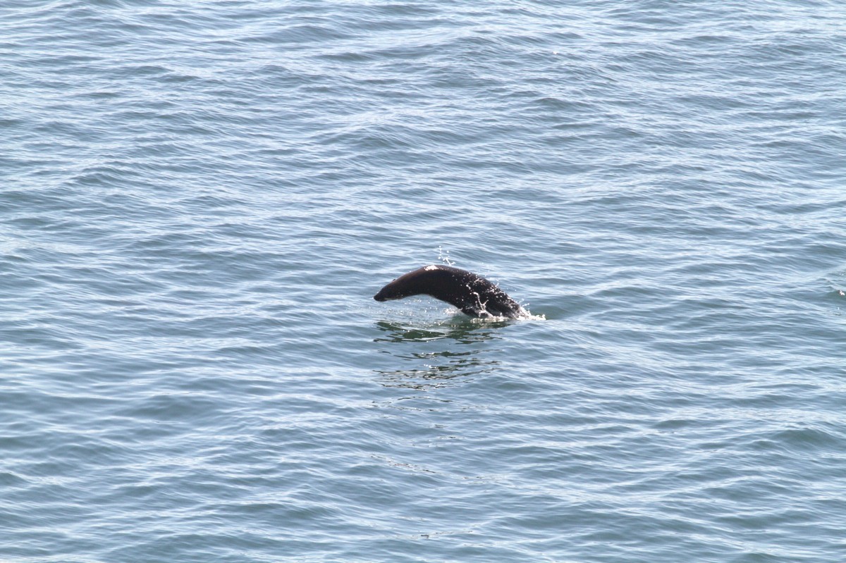 Image of Afro-Australian Fur Seal