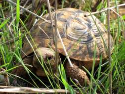 Image of Western Hermann's Tortoise